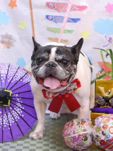 20240511桃ちゃん